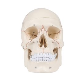 Numbered Human Skull Model - Life Size Medical Quality Anatomical Model with 3 Parts and Painted Sutures - Ideal for Medical Students and Science Education