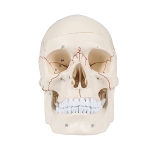 Numbered Human Skull Model - Life Size Medical Quality Anatomical Model with 3 Parts and Painted Sutures - Ideal for Medical Students and Science Education