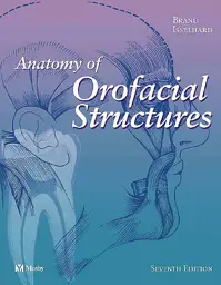 Anatomy Of Orofacial Structures