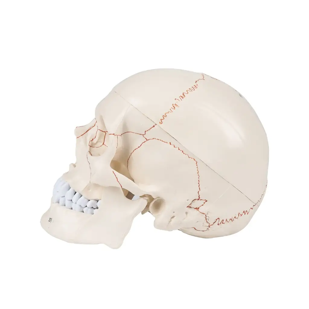Numbered Human Skull Model - Life Size Medical Quality Anatomical 