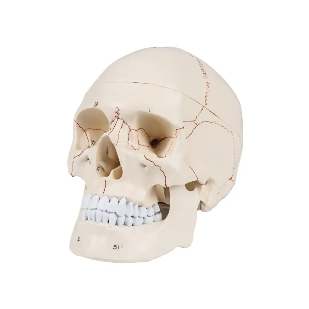 Numbered Human Skull Model - Life Size Medical Quality Anatomical Model